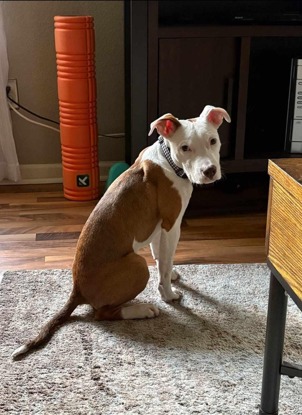 Oliver (Ollie), adopted, Young Male Pit Bull Terrier.