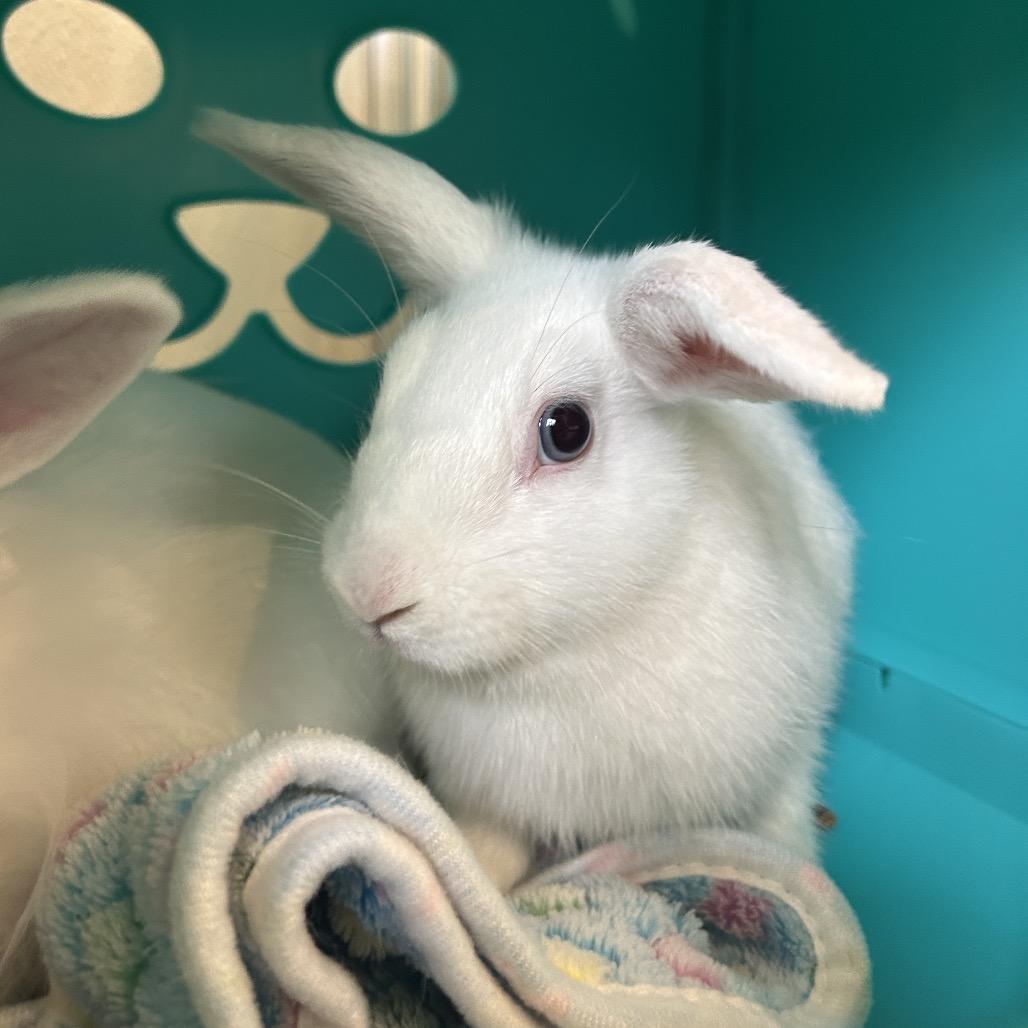 Radish, Adoptable, Baby Female Bunny Rabbit.
