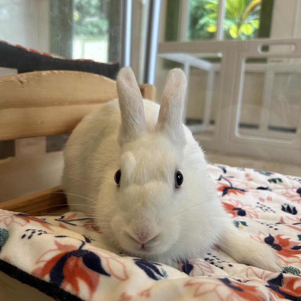 Enlarge Radish, a Adoptable Bunny Rabbit in Kailua Kona, HI image 2/4