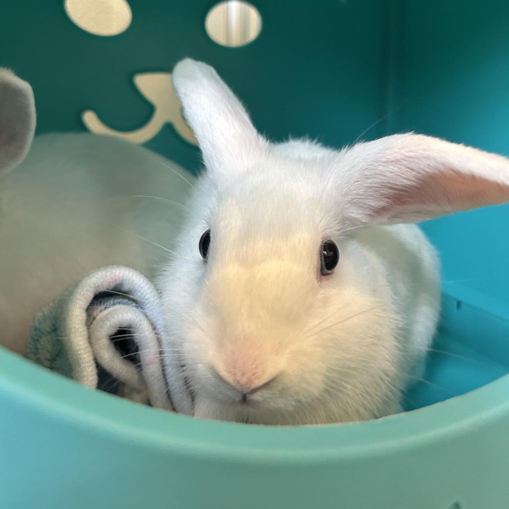 Enlarge Radish, a Adoptable Bunny Rabbit in Kailua Kona, HI image 3/4