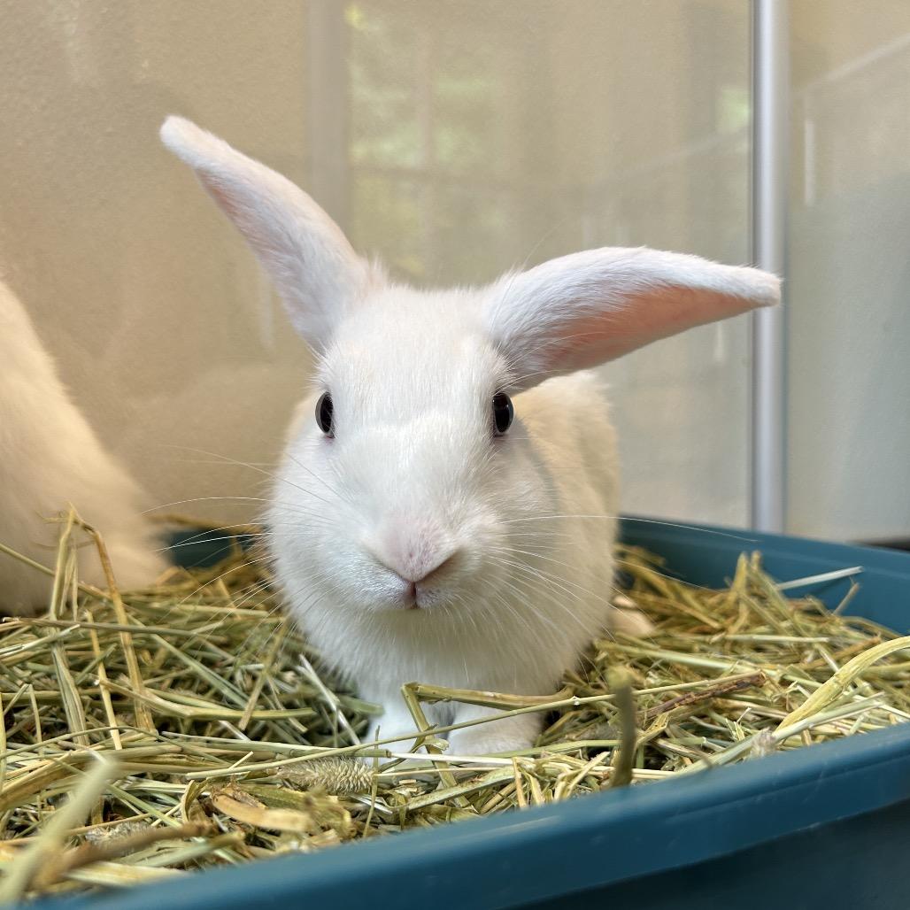 Enlarge Radish, a Adoptable Bunny Rabbit in Kailua Kona, HI image 4/4