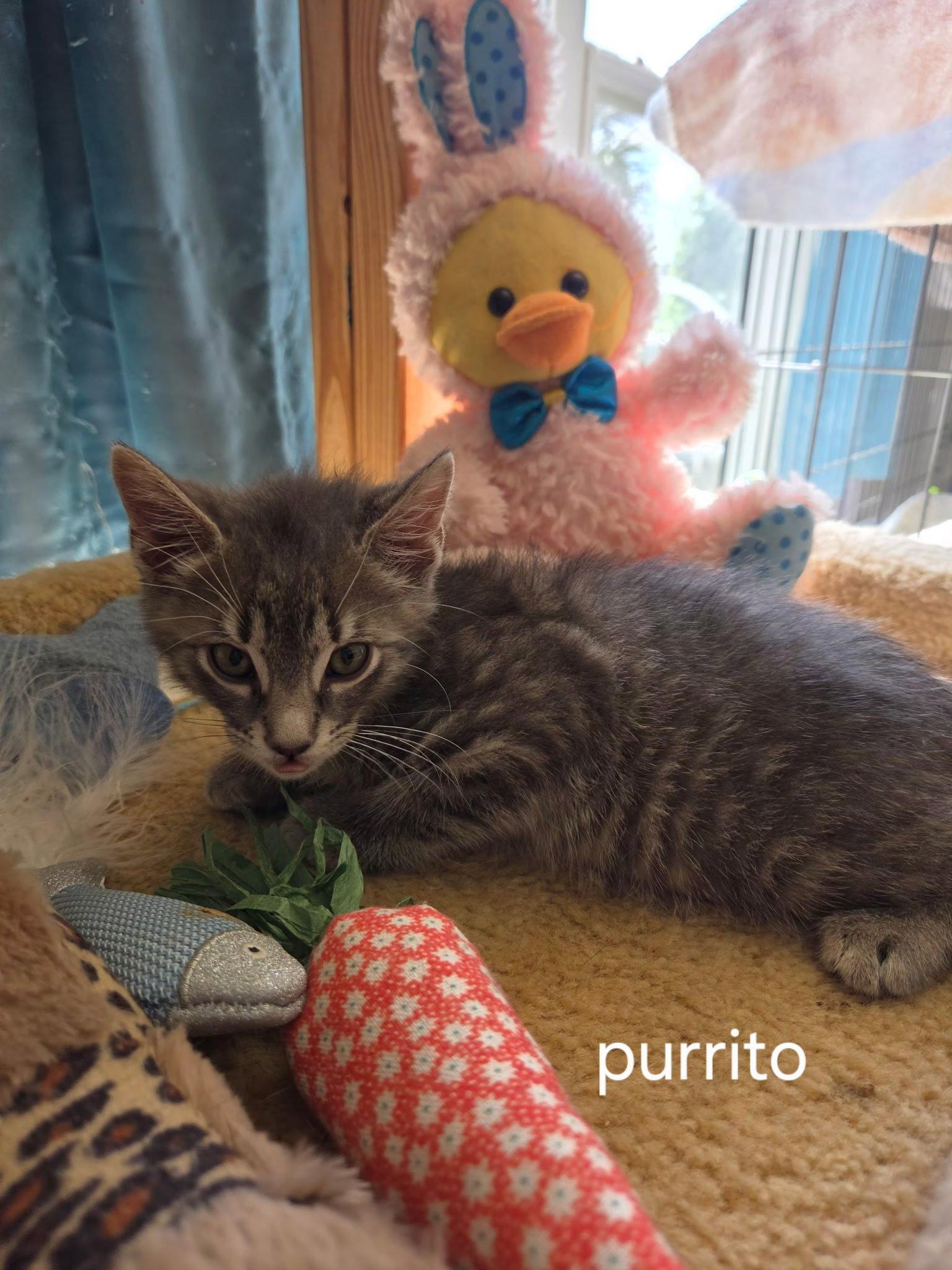 Enlarge Purrito, a Adopted Domestic Short Hair in Oviedo, FL image 1/1