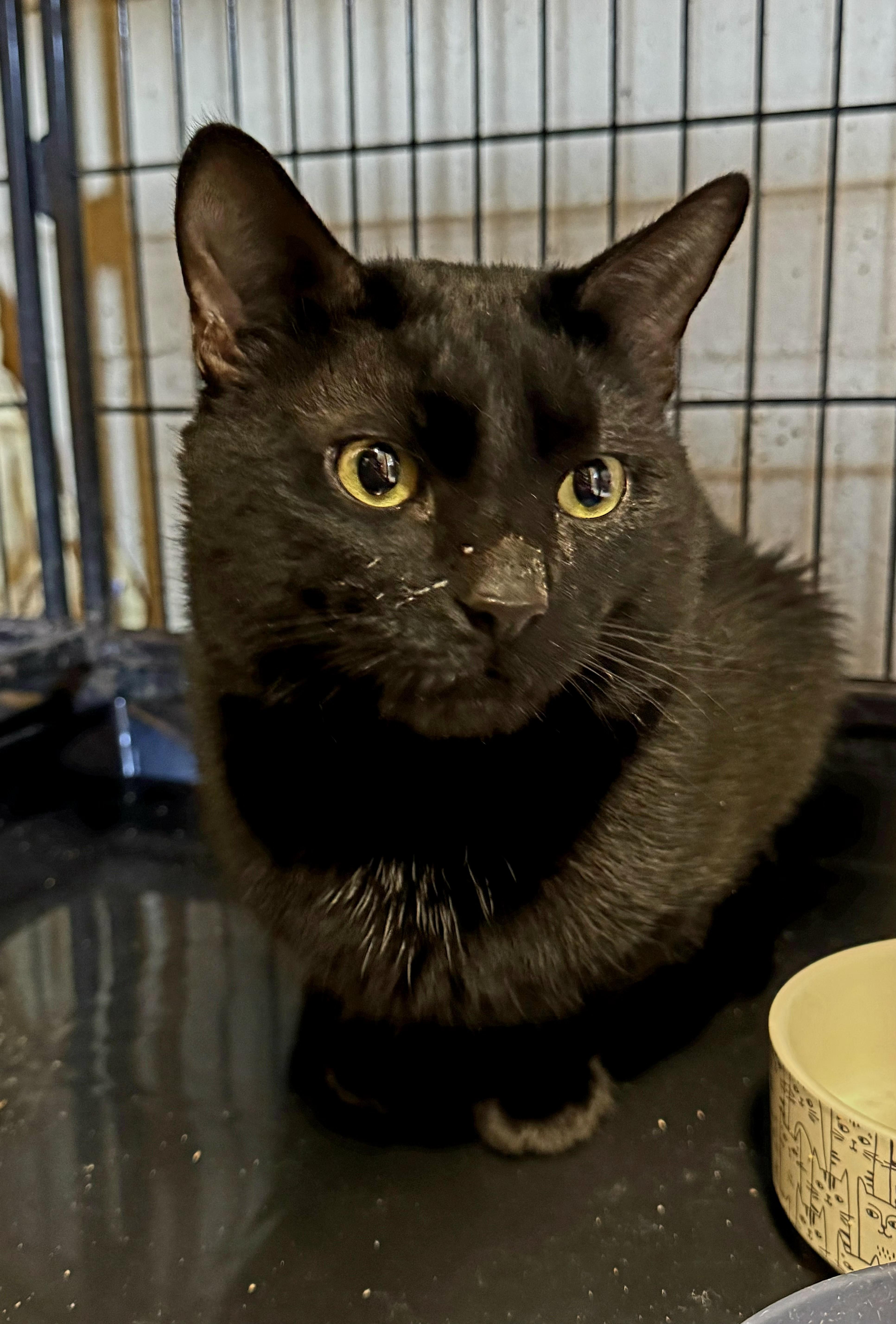 Enlarge Kismet, a ADOPTABLE Domestic Short Hair in Perth Amboy, NJ image 3/3