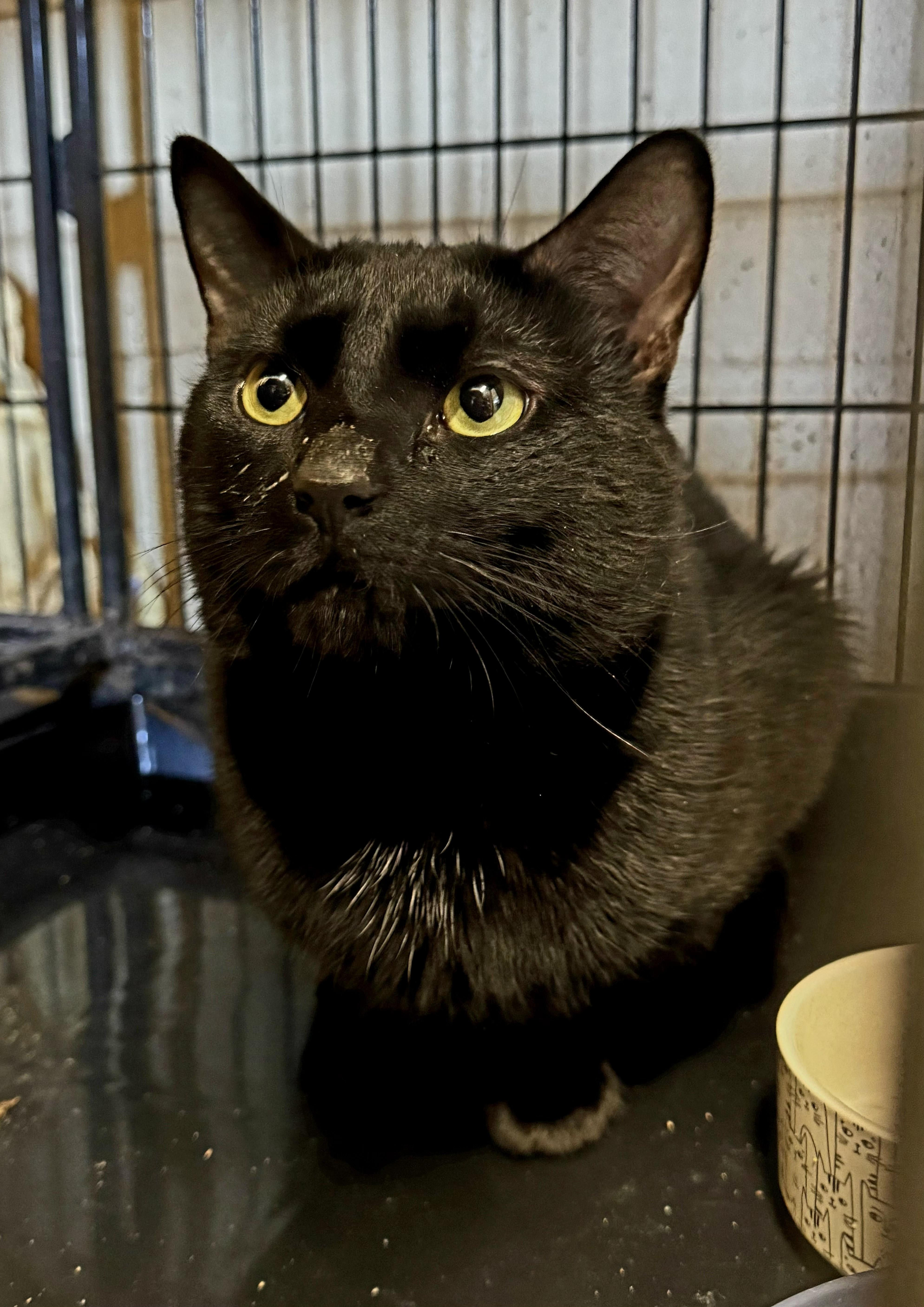 Enlarge Kismet, a ADOPTABLE Domestic Short Hair in Perth Amboy, NJ image 2/3