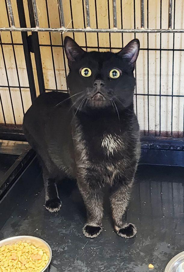 Enlarge Kismet, a ADOPTABLE Domestic Short Hair in Perth Amboy, NJ image 2/5
