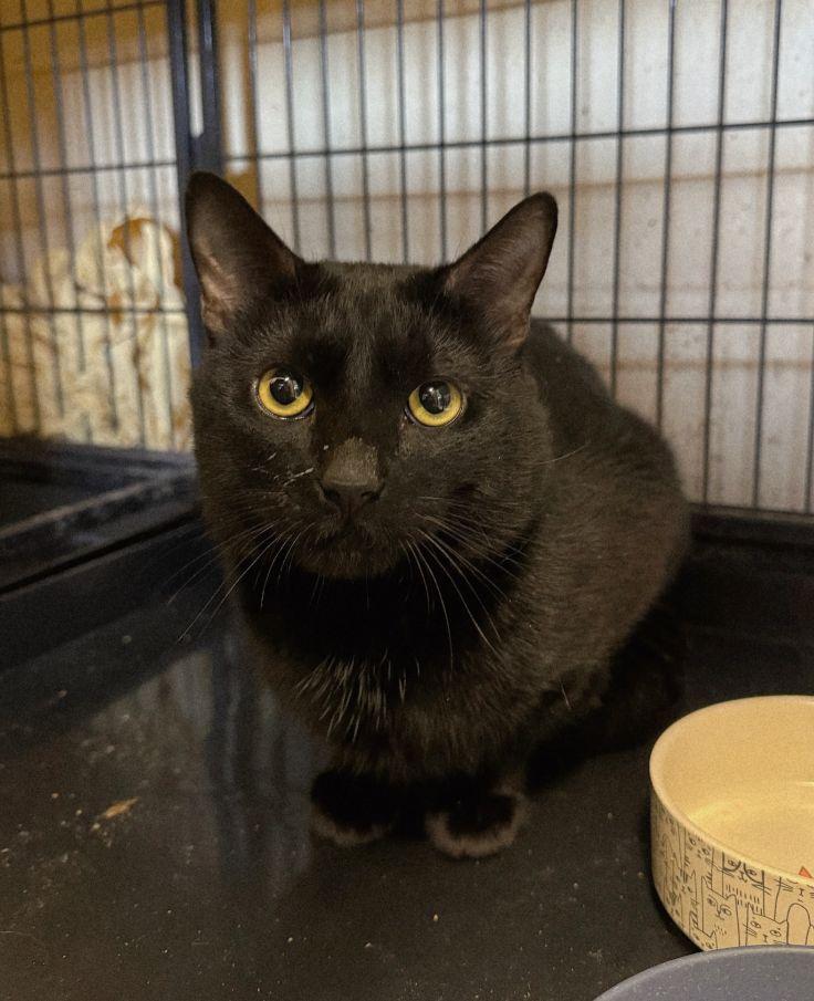 Enlarge Kismet, a ADOPTABLE Domestic Short Hair in Perth Amboy, NJ image 1/3