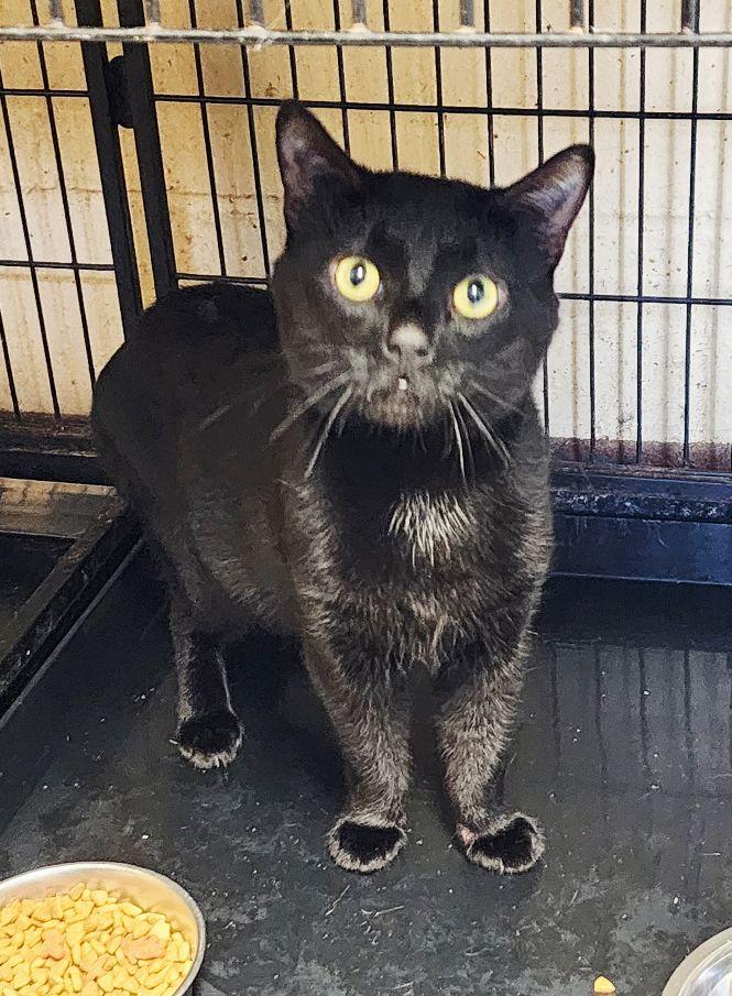 Kismet, ADOPTABLE, Adult Male Domestic Short Hair.