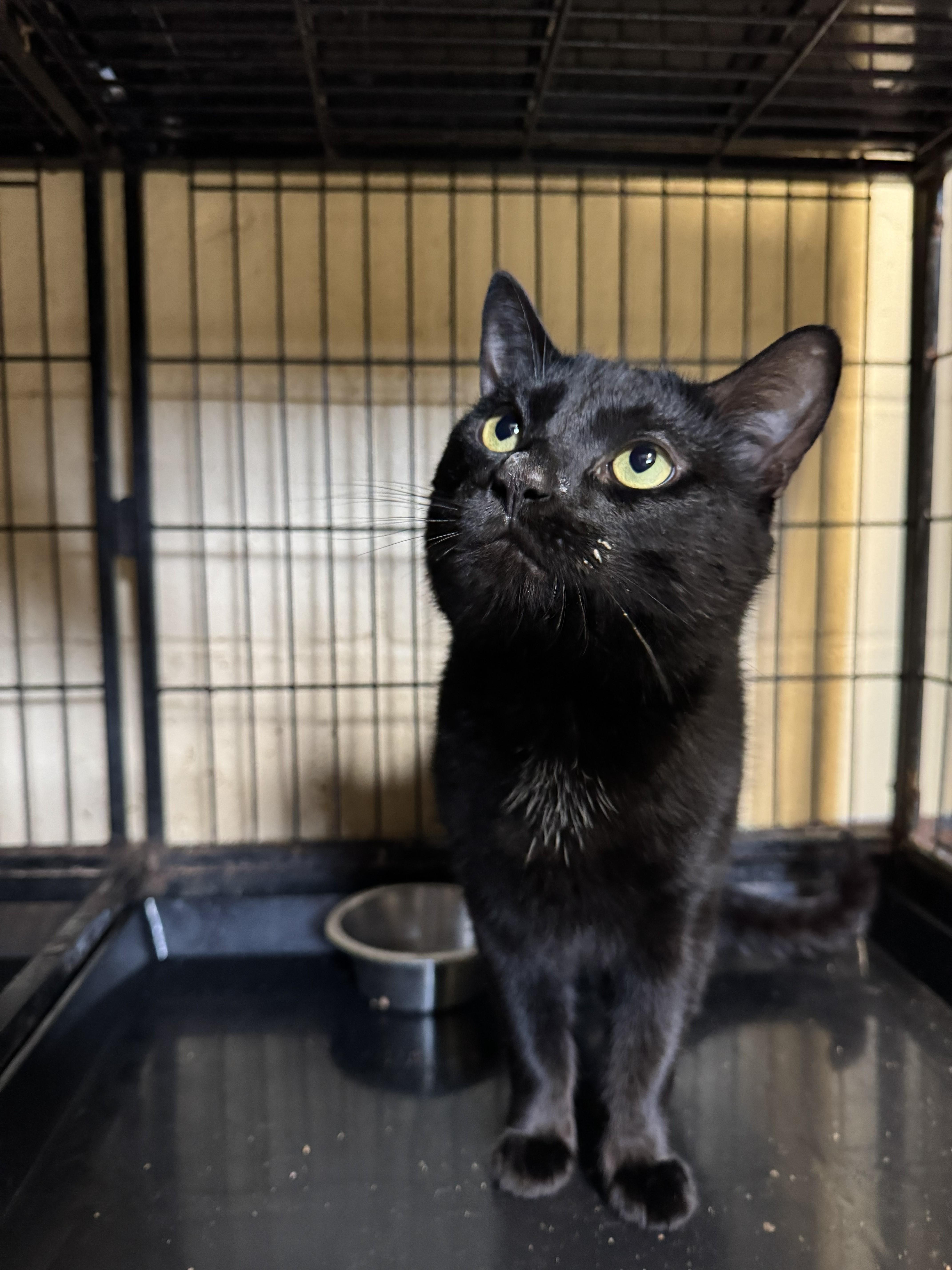 Enlarge Kismet, a ADOPTABLE Domestic Short Hair in Perth Amboy, NJ image 1/5
