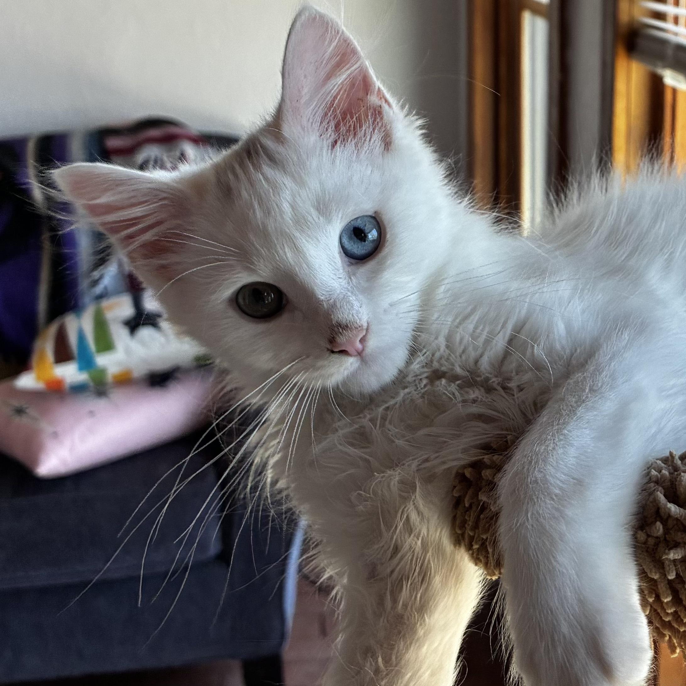 Wrangler, Adopted, Kitten Male Domestic Long Hair.