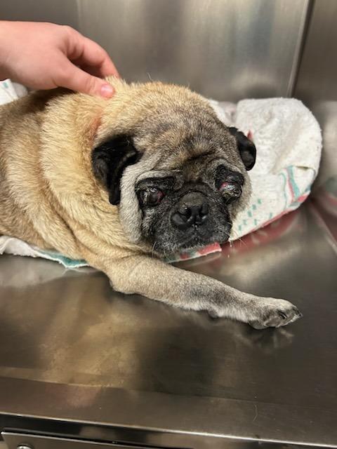 New pug 1, Adoptable, Senior Male Pug.