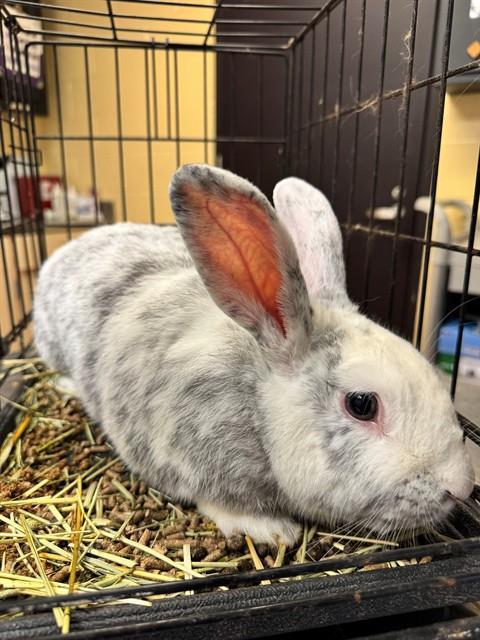 BLUES, Adoptable, Adult Male Harlequin & New Zealand.