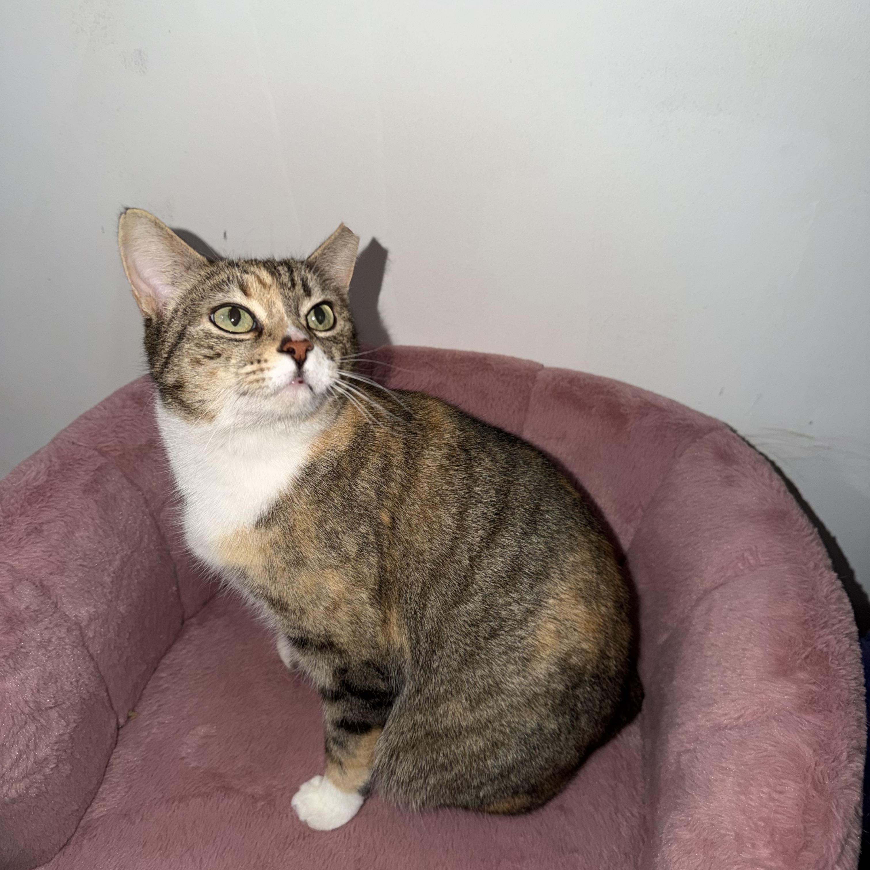 Enlarge MAPLE, a Adoptable Domestic Short Hair in Hamilton, NJ image 4/6