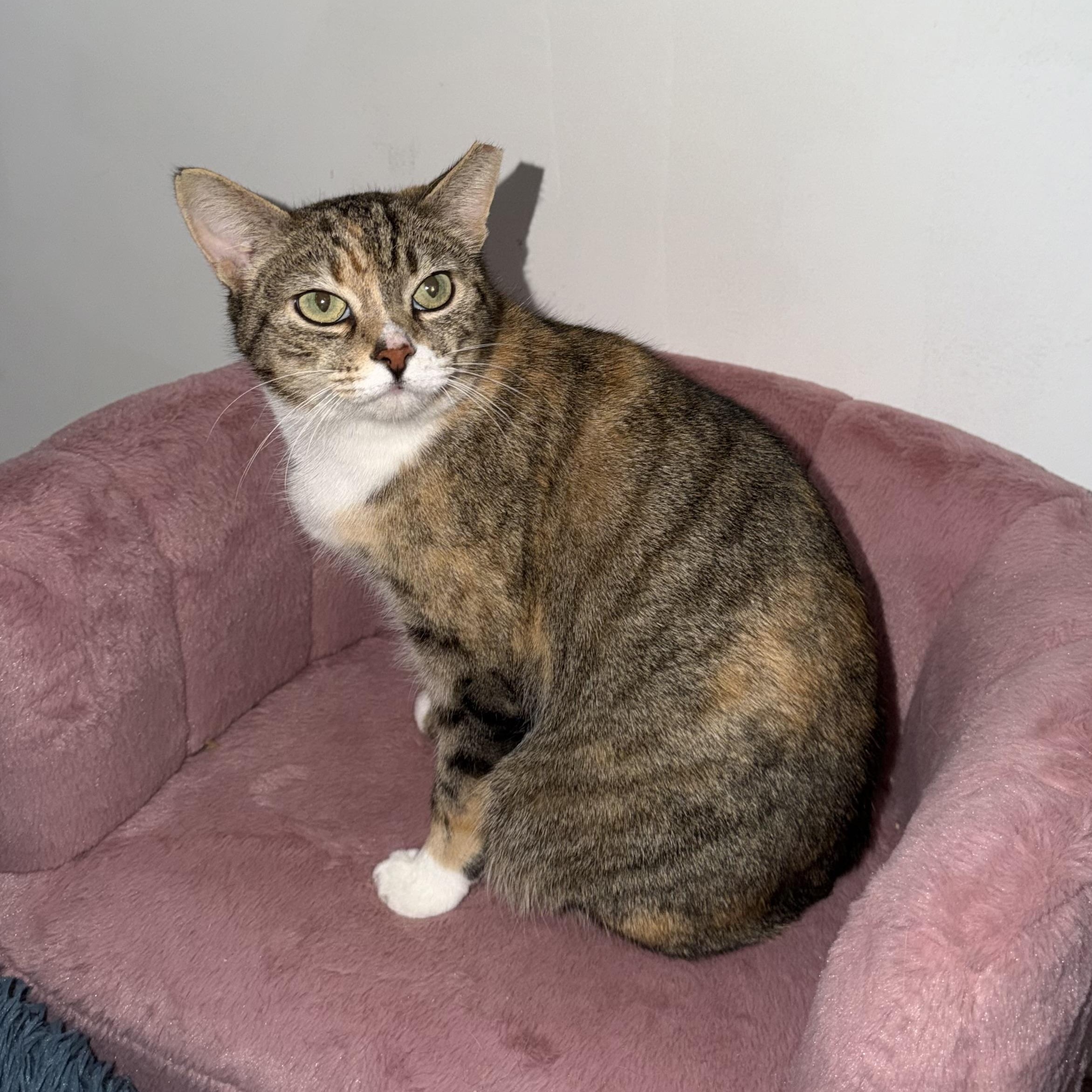 MAPLE, Adoptable, Young Female Domestic Short Hair.