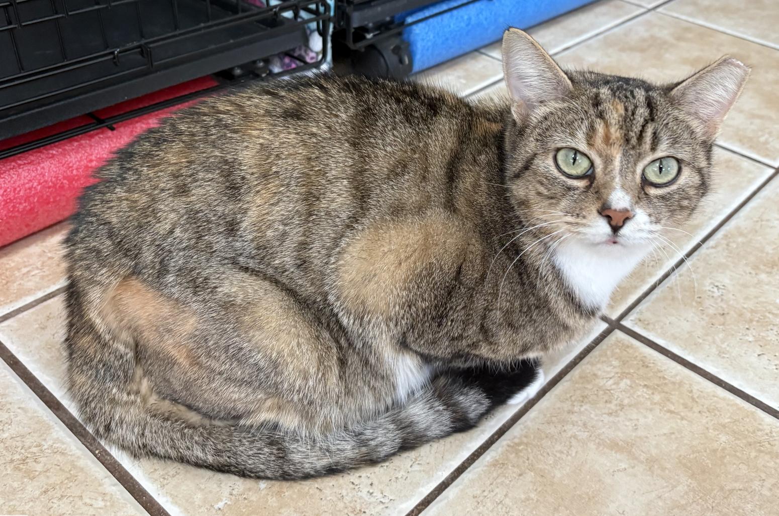 Enlarge MAPLE, a Adoptable Domestic Short Hair in Hamilton, NJ image 3/5