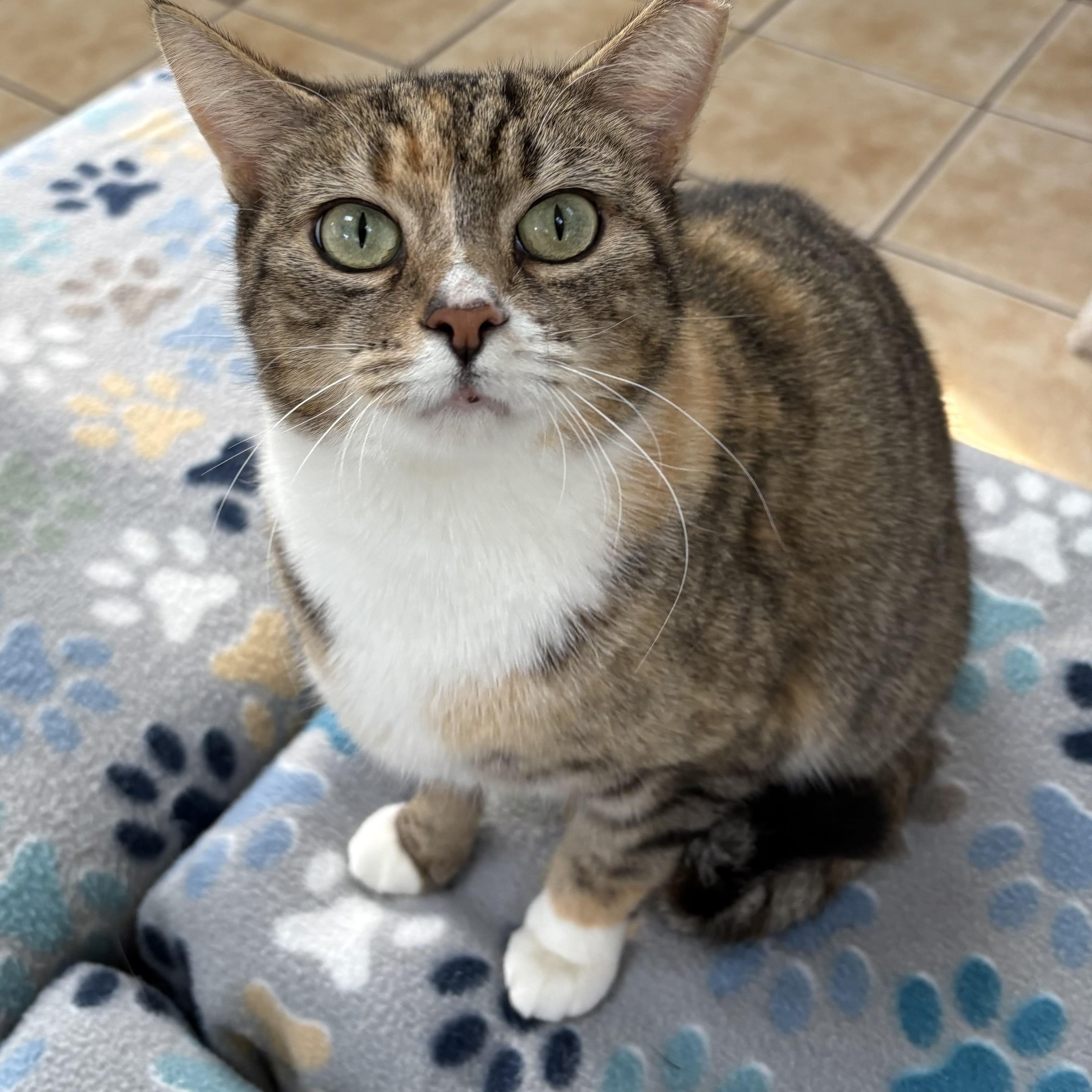 Enlarge MAPLE, a Adoptable Domestic Short Hair in Hamilton, NJ image 1/5