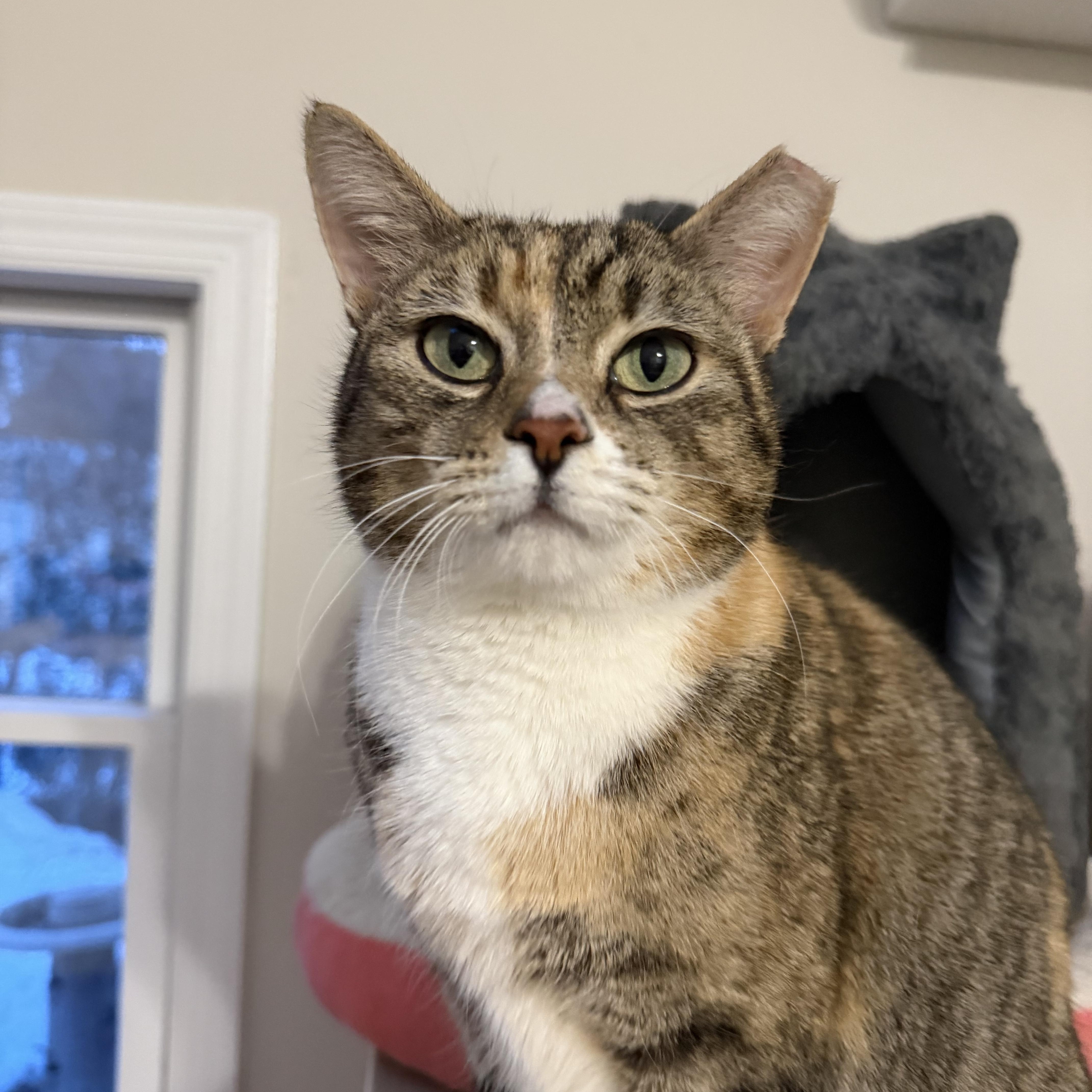 Enlarge MAPLE, a Adoptable Domestic Short Hair in Hamilton, NJ image 2/6