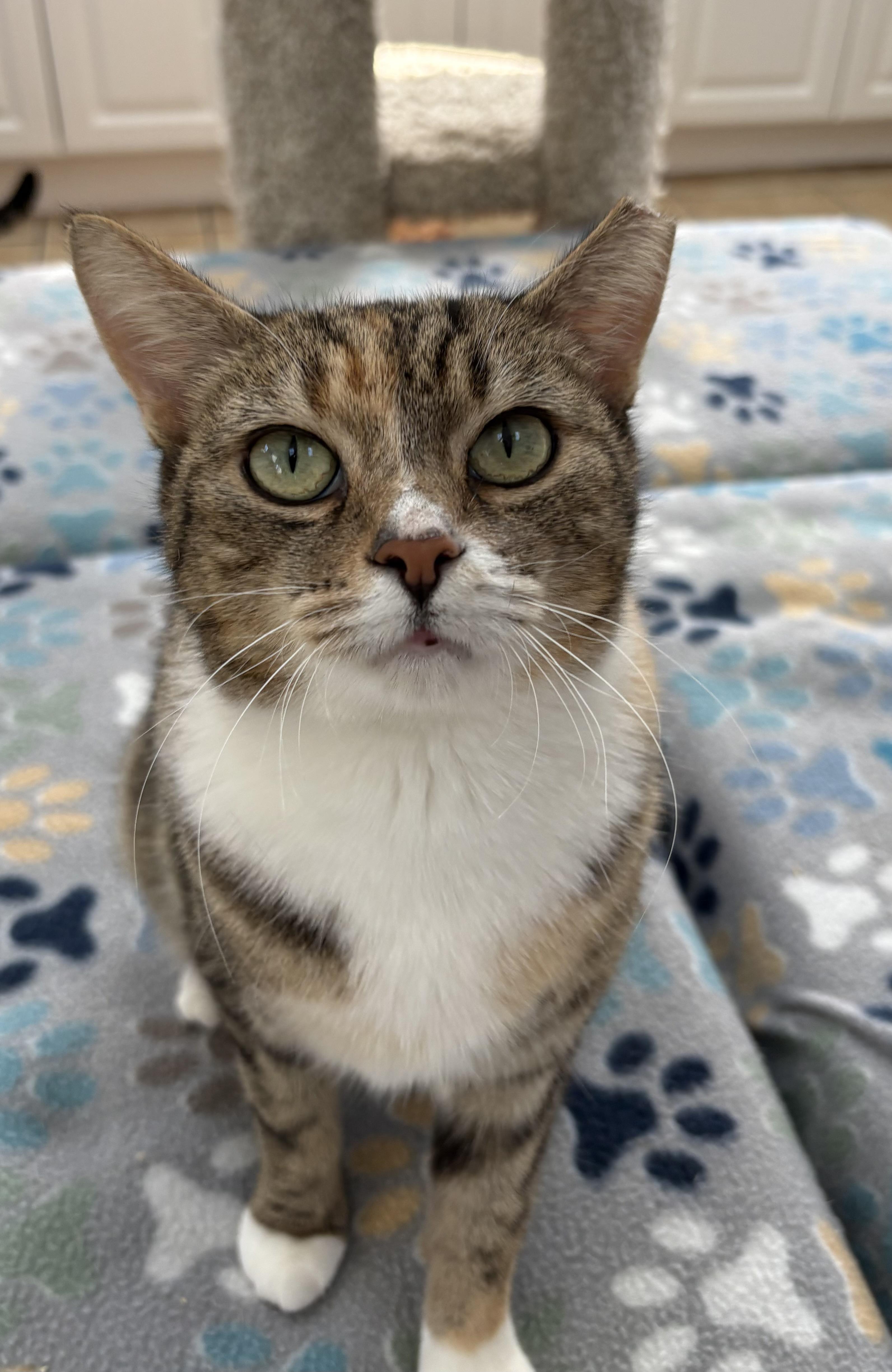 Enlarge MAPLE, a Adoptable Domestic Short Hair in Hamilton, NJ image 5/5