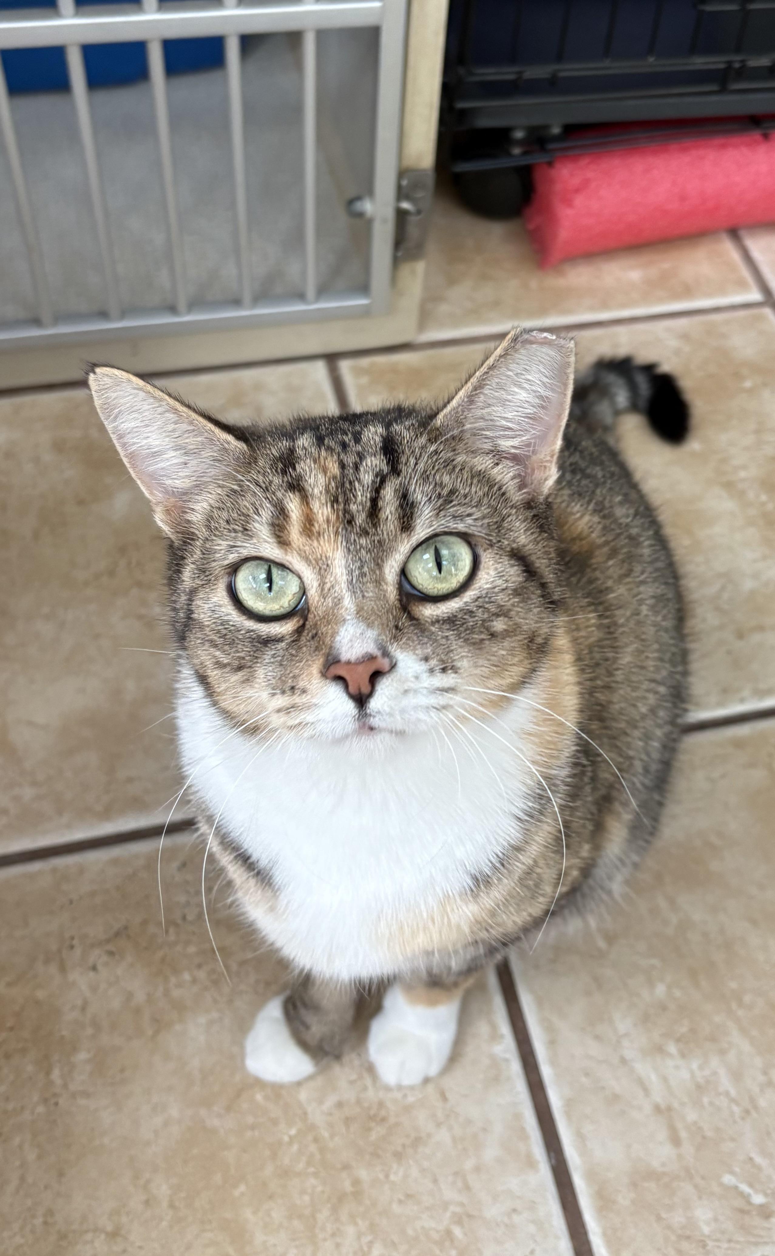 Enlarge MAPLE, a Adoptable Domestic Short Hair in Hamilton, NJ image 2/5