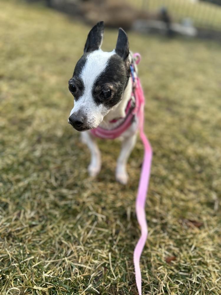 Macy, Adoptable, Adult Female Chihuahua.