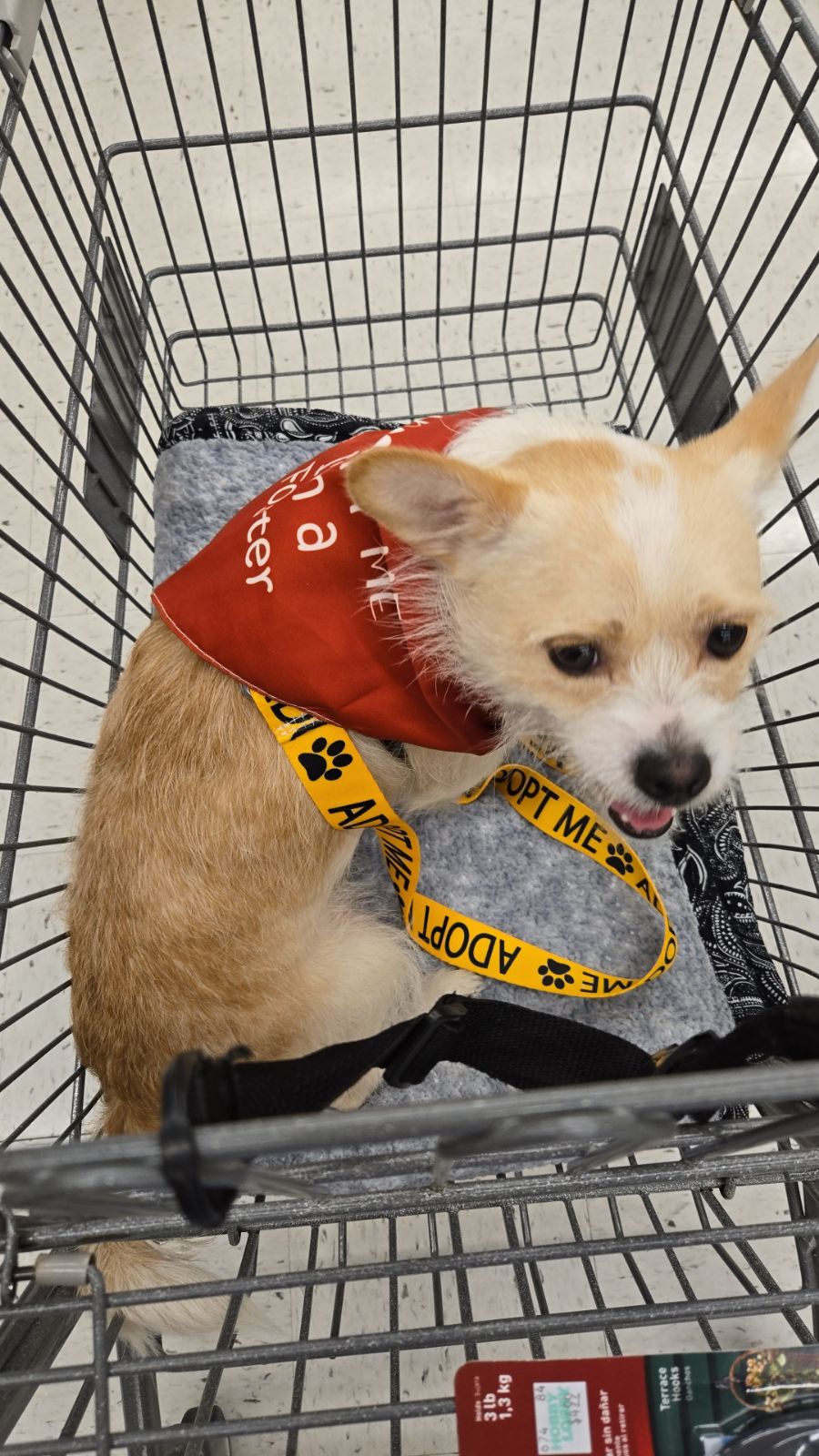 Enlarge HOMER, a Adopted mixed breed in Mount Royal, NJ image 3/5