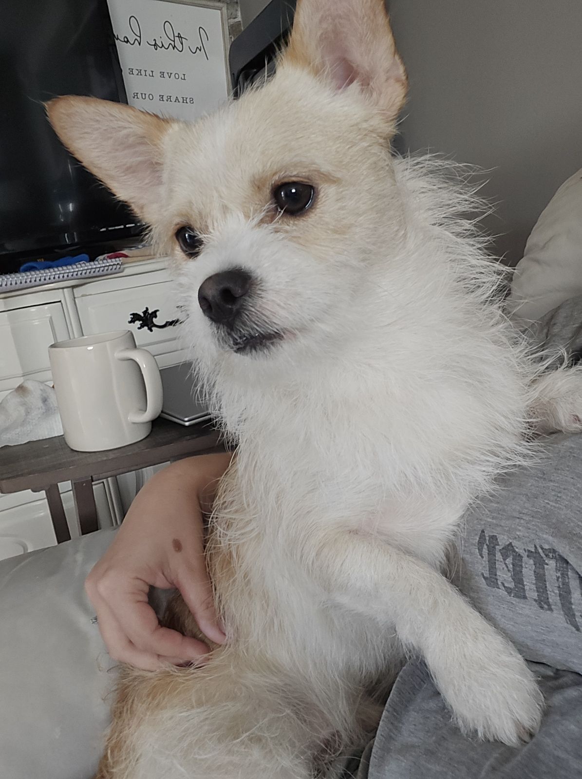 Enlarge HOMER, a Adopted mixed breed in Mount Royal, NJ image 4/5