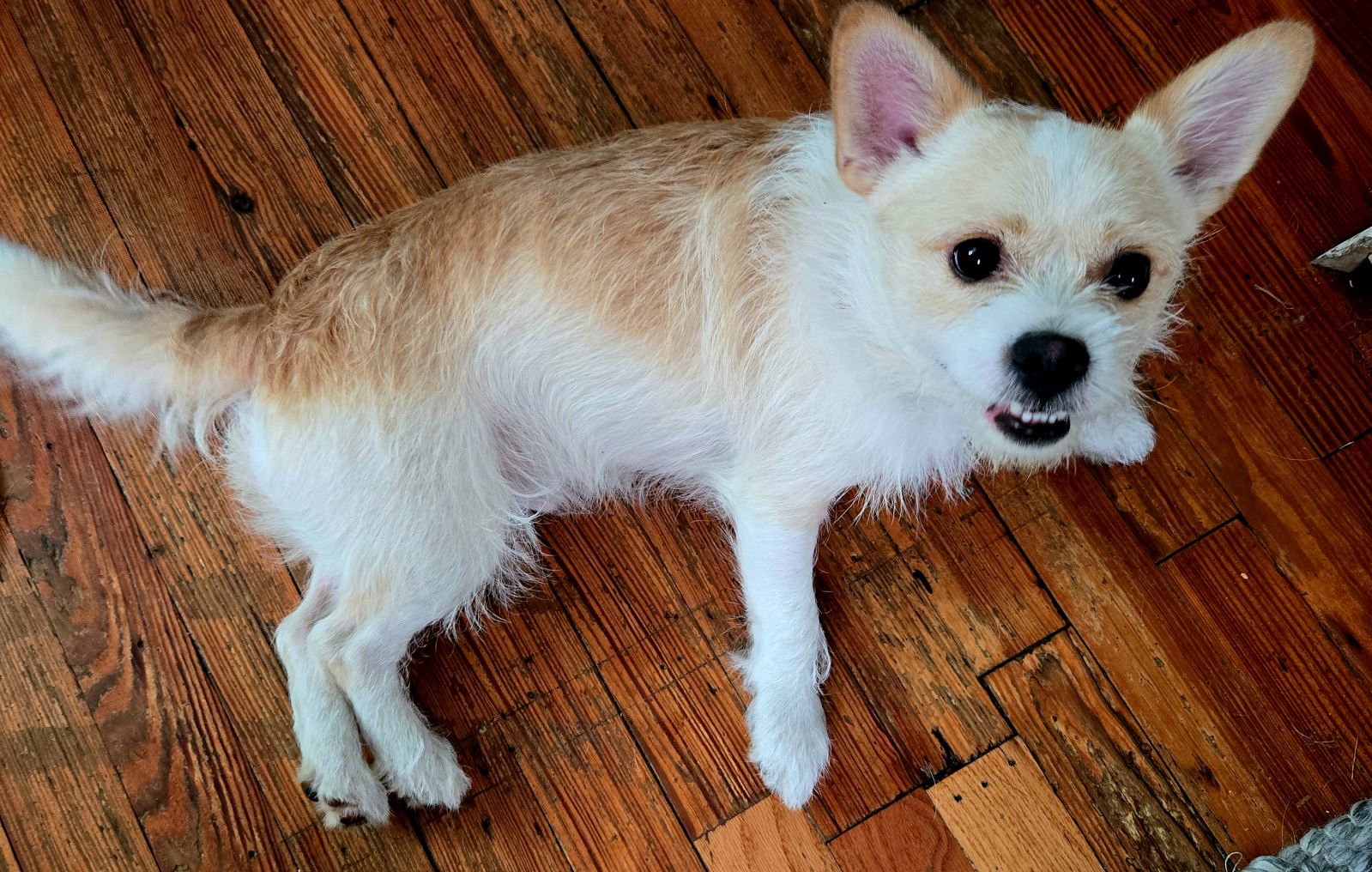 Enlarge HOMER, a Adopted mixed breed in Mount Royal, NJ image 2/5