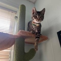 Enlarge Sky *Adoption fee sponsored*, a Adoptable Domestic Short Hair in Berryville, VA image 3/3