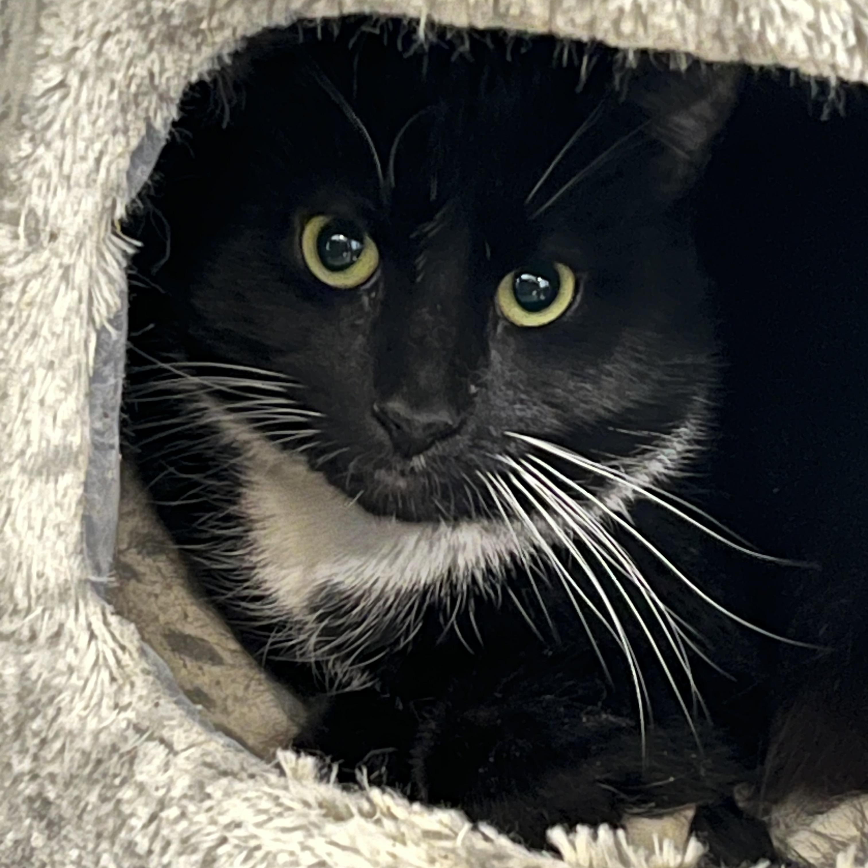 Enlarge Barry, a ADOPTABLE mixed breed in Mendham, NJ image 1/2