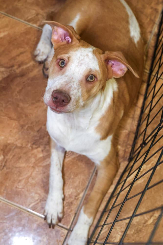 Enlarge Finch, a ADOPTABLE mixed breed in TUCSON, AZ image 3/3