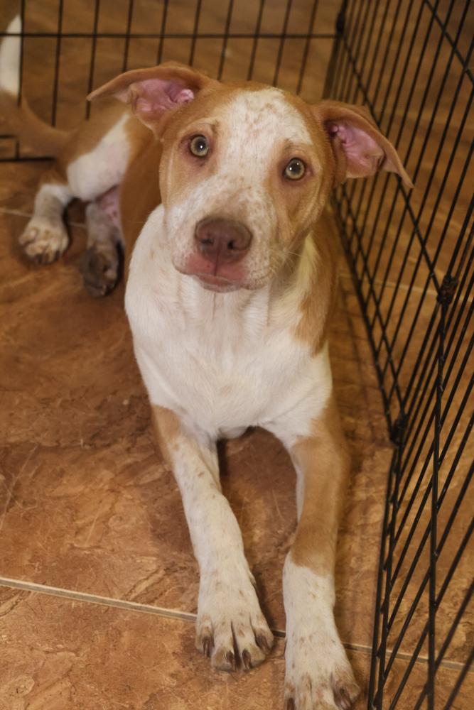 Finch, ADOPTABLE, Puppy Male Chihuahua.