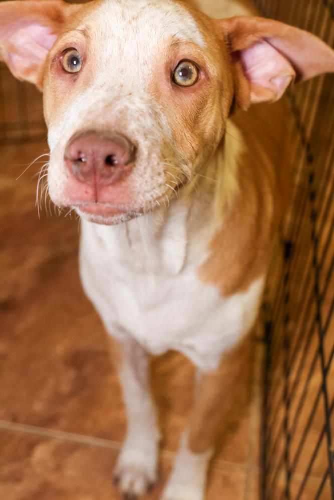 Enlarge Finch, a ADOPTABLE mixed breed in TUCSON, AZ image 2/3