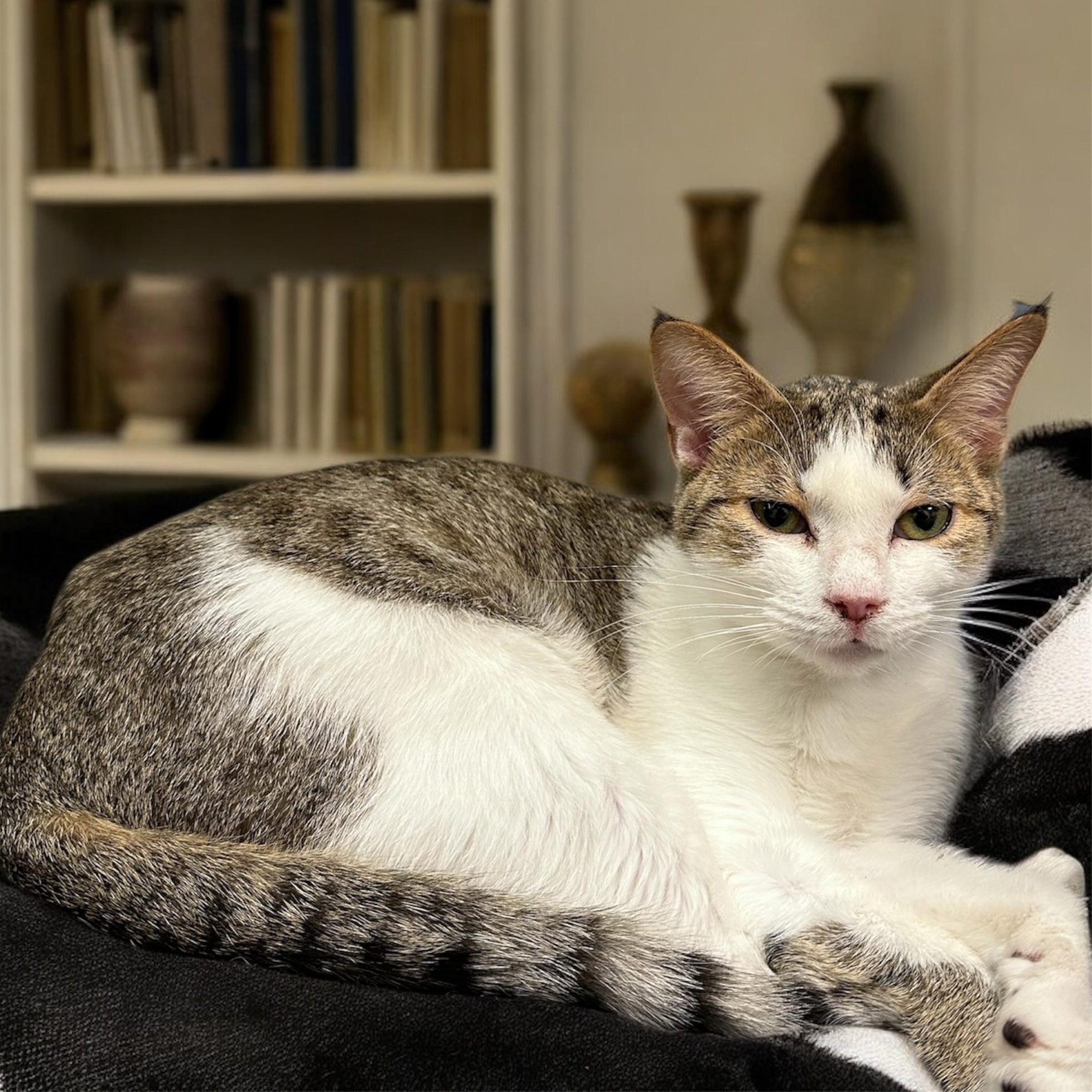 Enlarge Rango, a Adoptable Tabby in Dalton, GA image 1/1