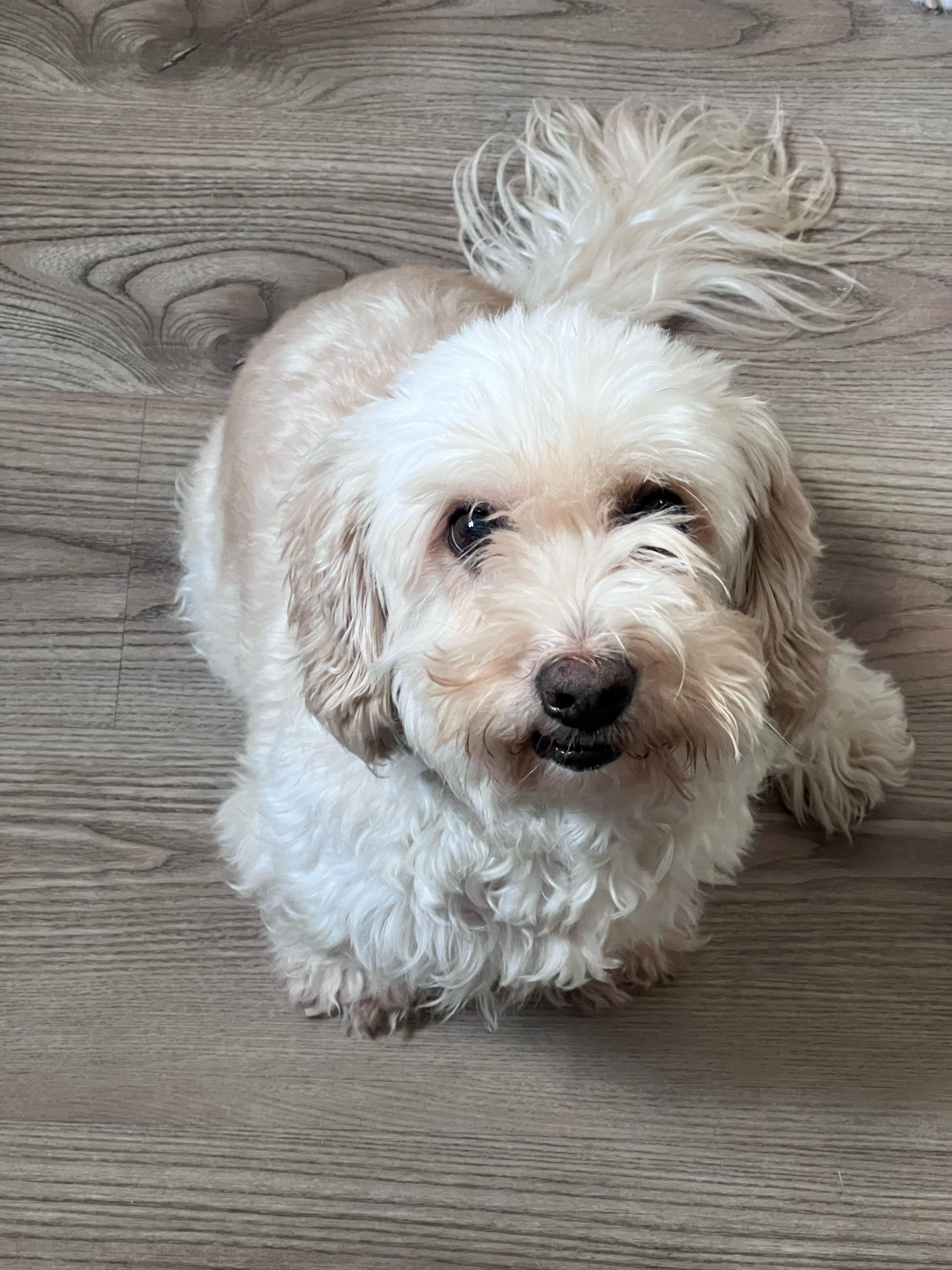 Lewey (Courtesy Post)