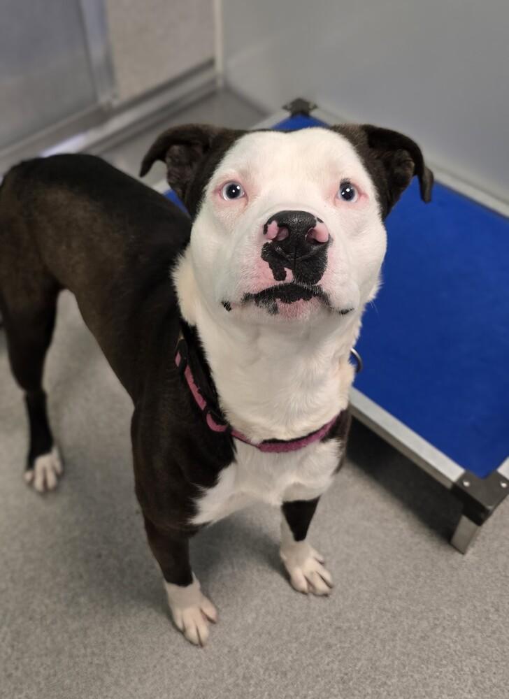 Snickerdoodle, Adoptable, Adult Male Pit Bull Terrier & Husky.