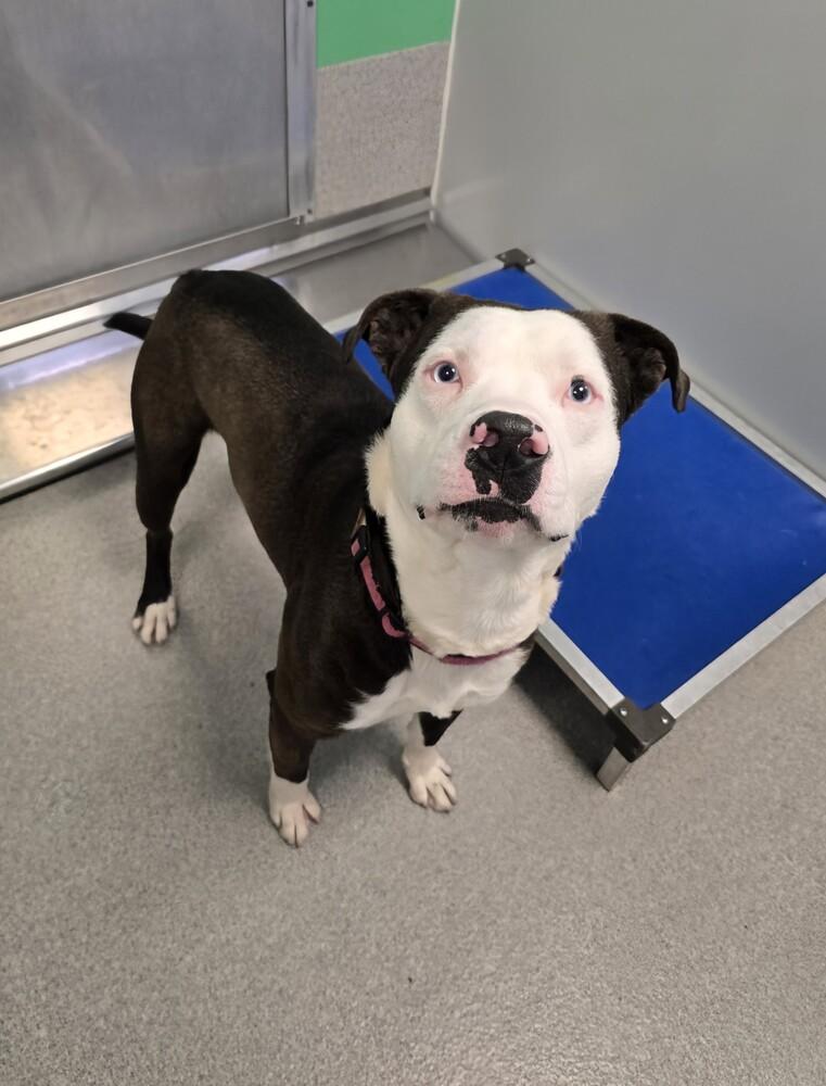Enlarge Snickerdoodle, a Adoptable mixed breed in Wellington, KS image 2/5