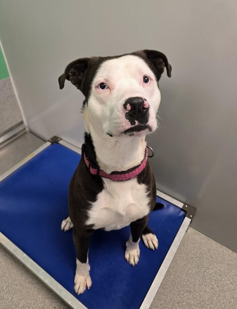 Enlarge Snickerdoodle, a Adoptable mixed breed in Wellington, KS image 4/5