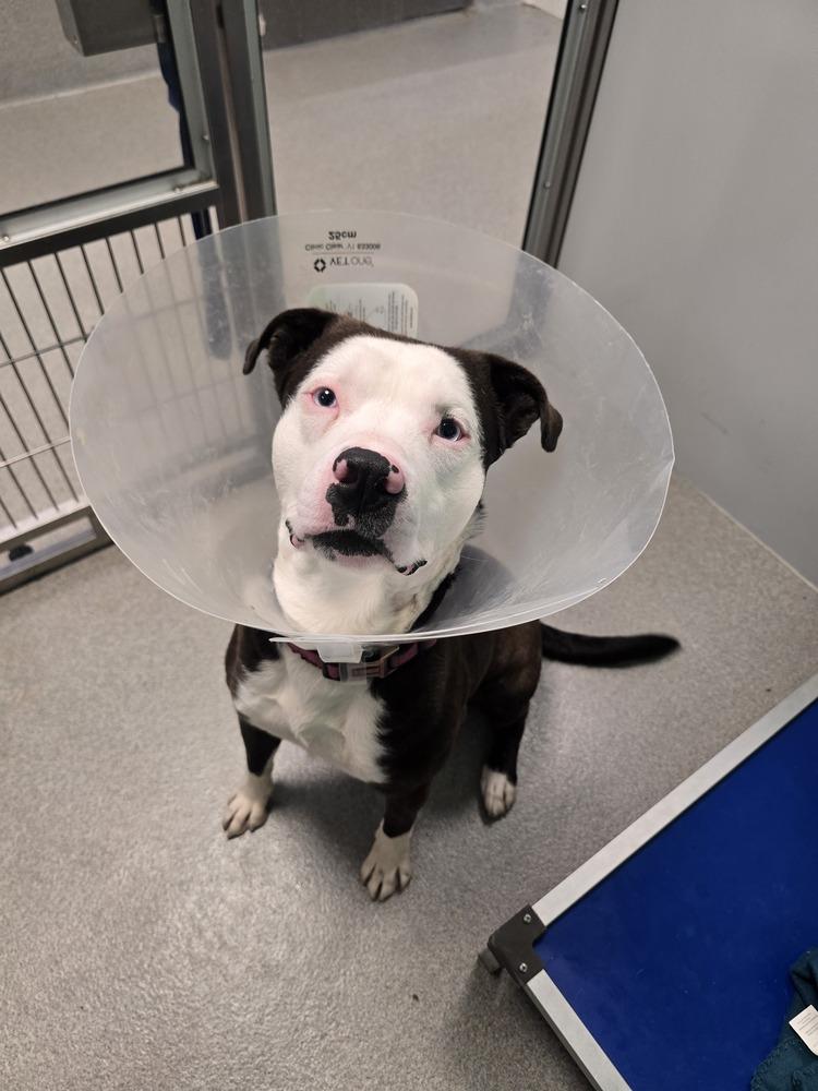 Enlarge Snickerdoodle, a Adoptable mixed breed in Wellington, KS image 5/5