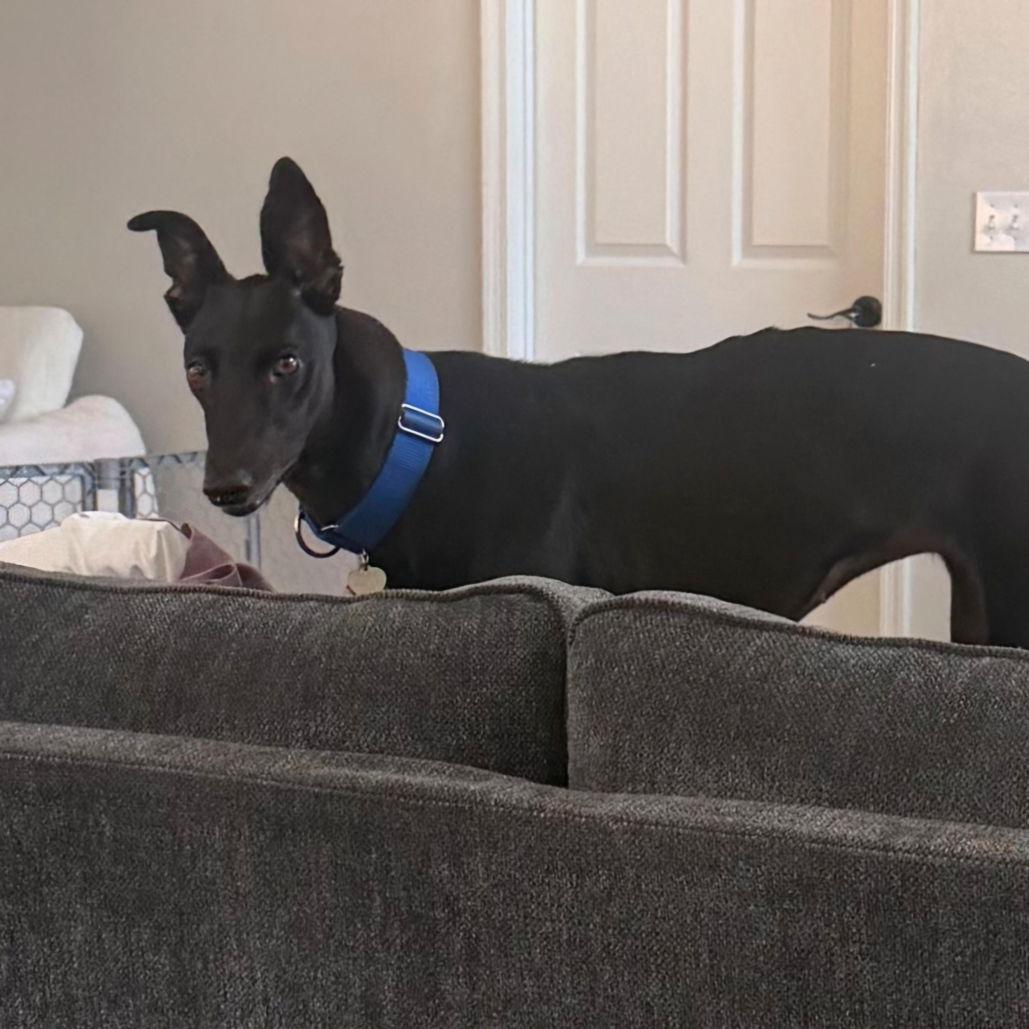 Enlarge Dancin Giovannis (Giovannis), a Adoptable Greyhound in Tarpon Springs, FL image 1/6