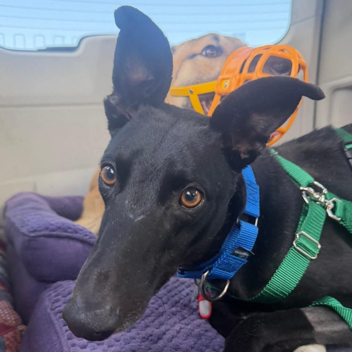 Dancin Giovannis (Giovannis), Adoptable, Adult Female Greyhound.