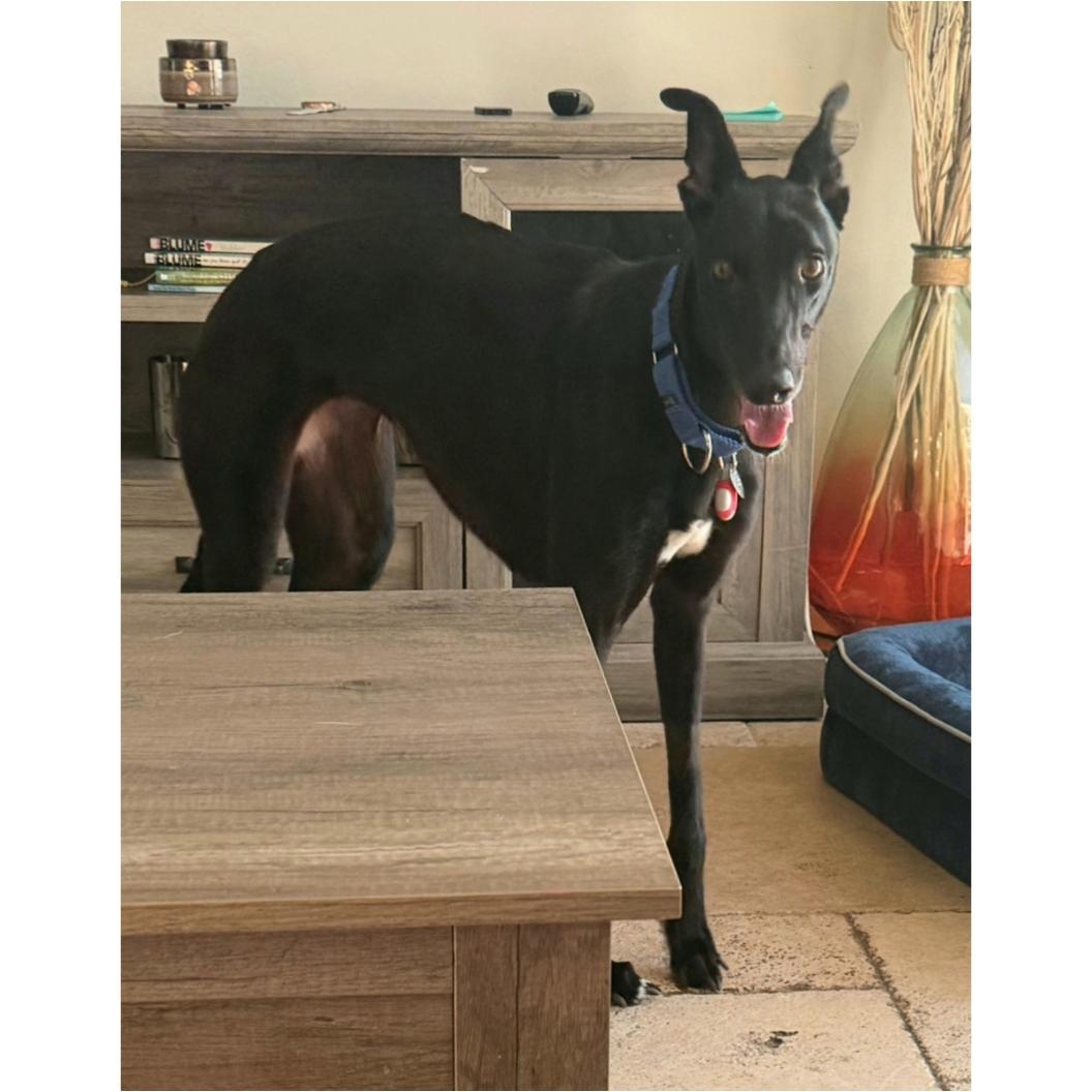 Enlarge Dancin Giovannis (Giovannis), a Adoptable Greyhound in Tarpon Springs, FL image 2/6