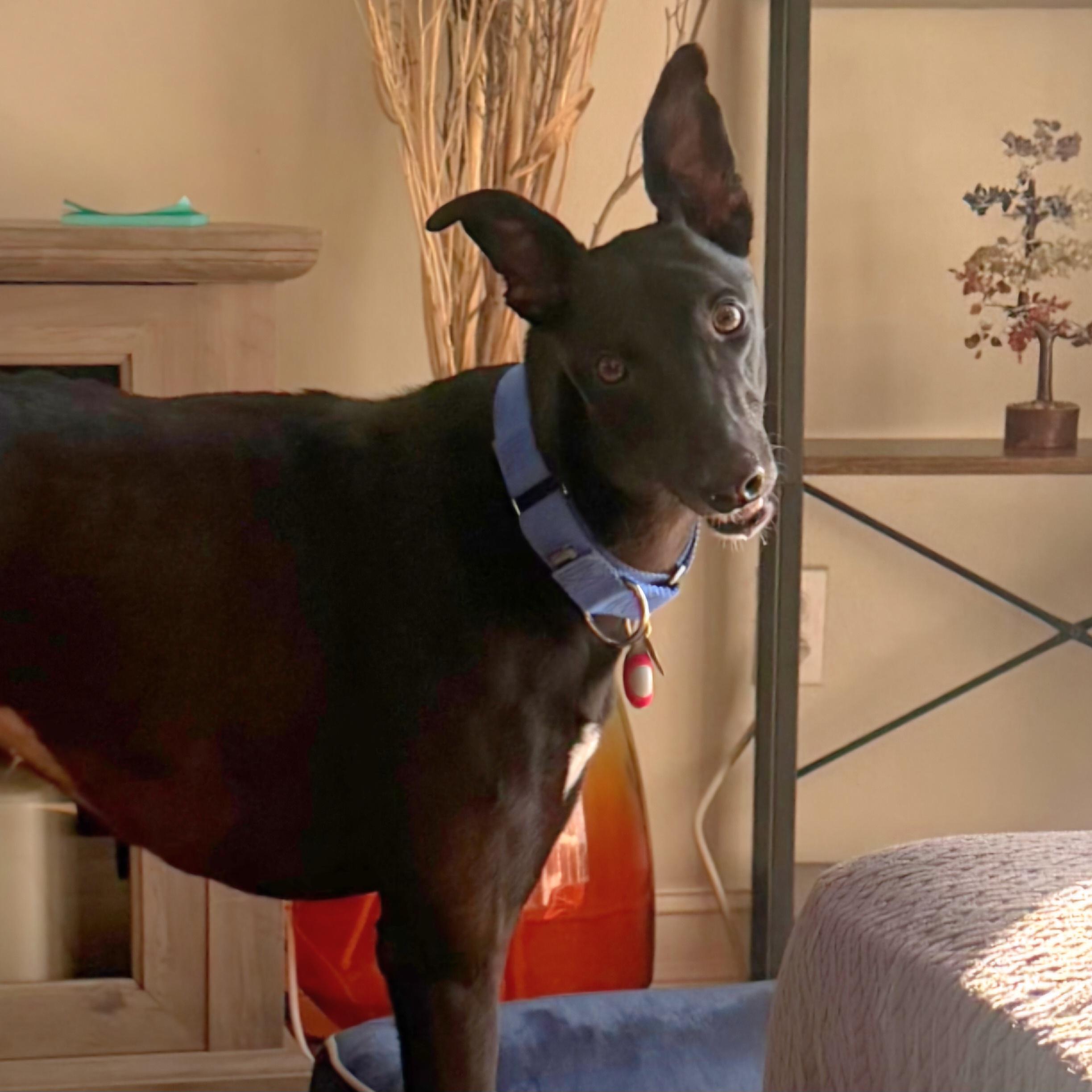 Enlarge Dancin Giovannis (Giovannis), a Adoptable Greyhound in Tarpon Springs, FL image 3/6