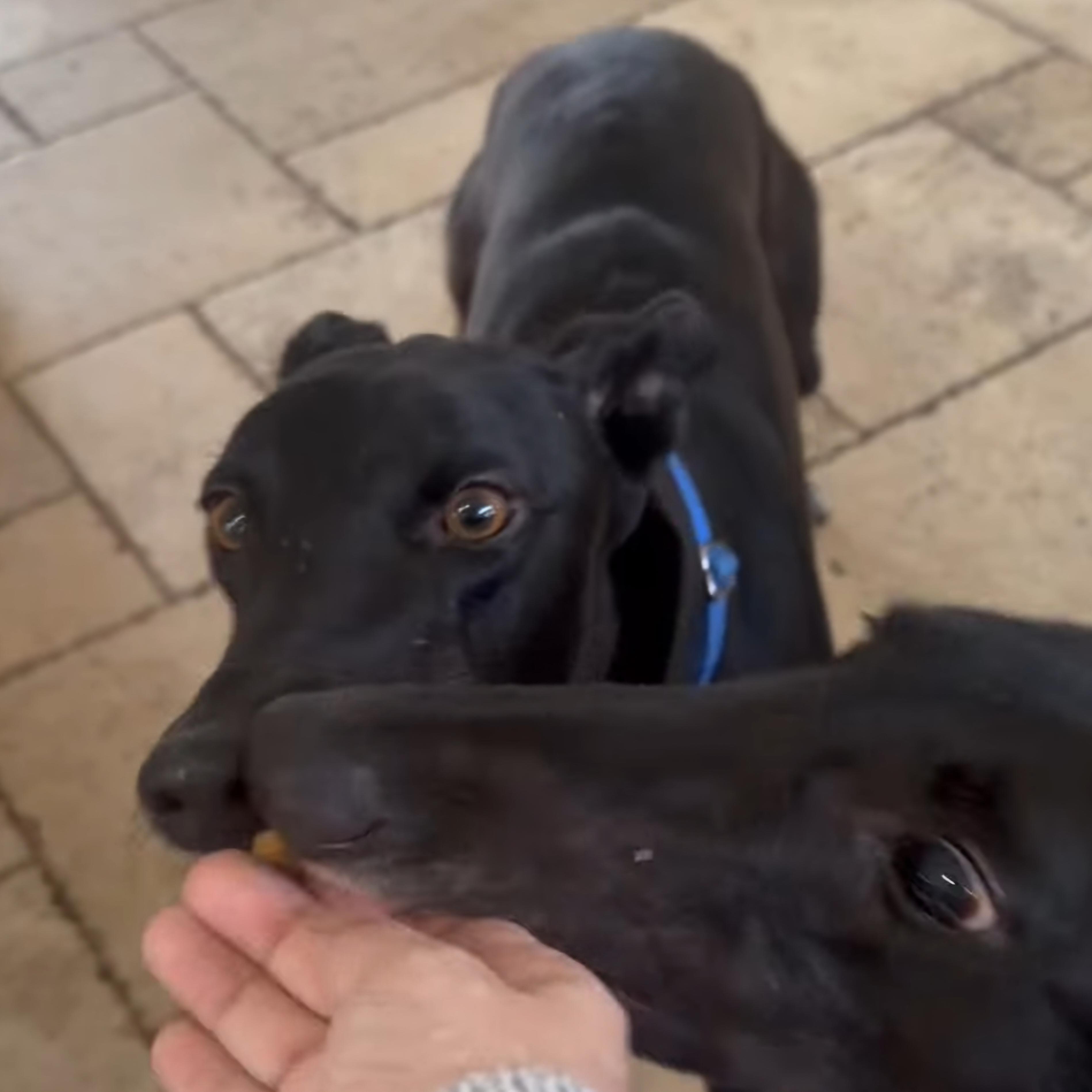 Enlarge Dancin Giovannis (Giovannis), a Adoptable Greyhound in Tarpon Springs, FL image 4/6