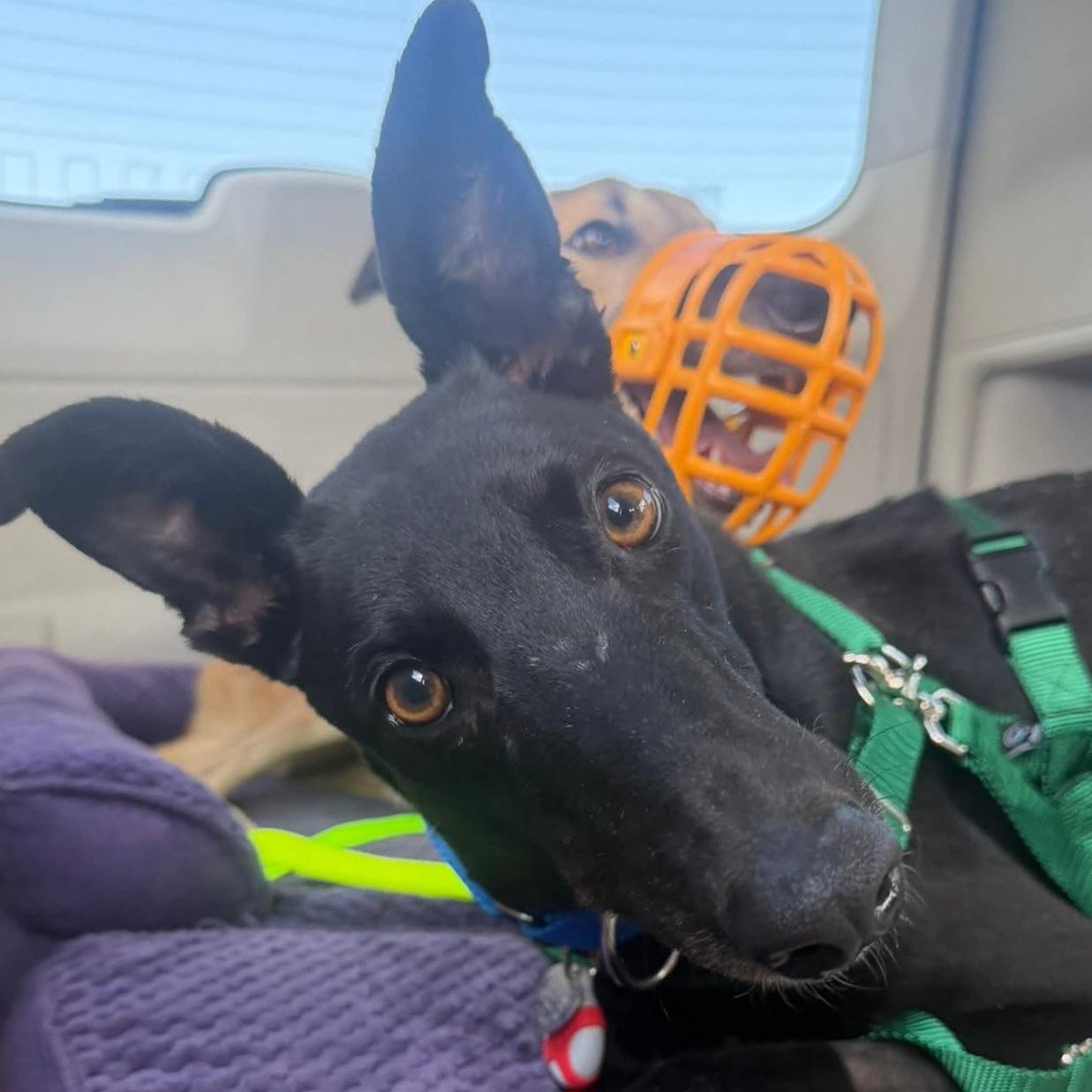 Enlarge Dancin Giovannis (Giovannis), a Adoptable Greyhound in Tarpon Springs, FL image 2/2