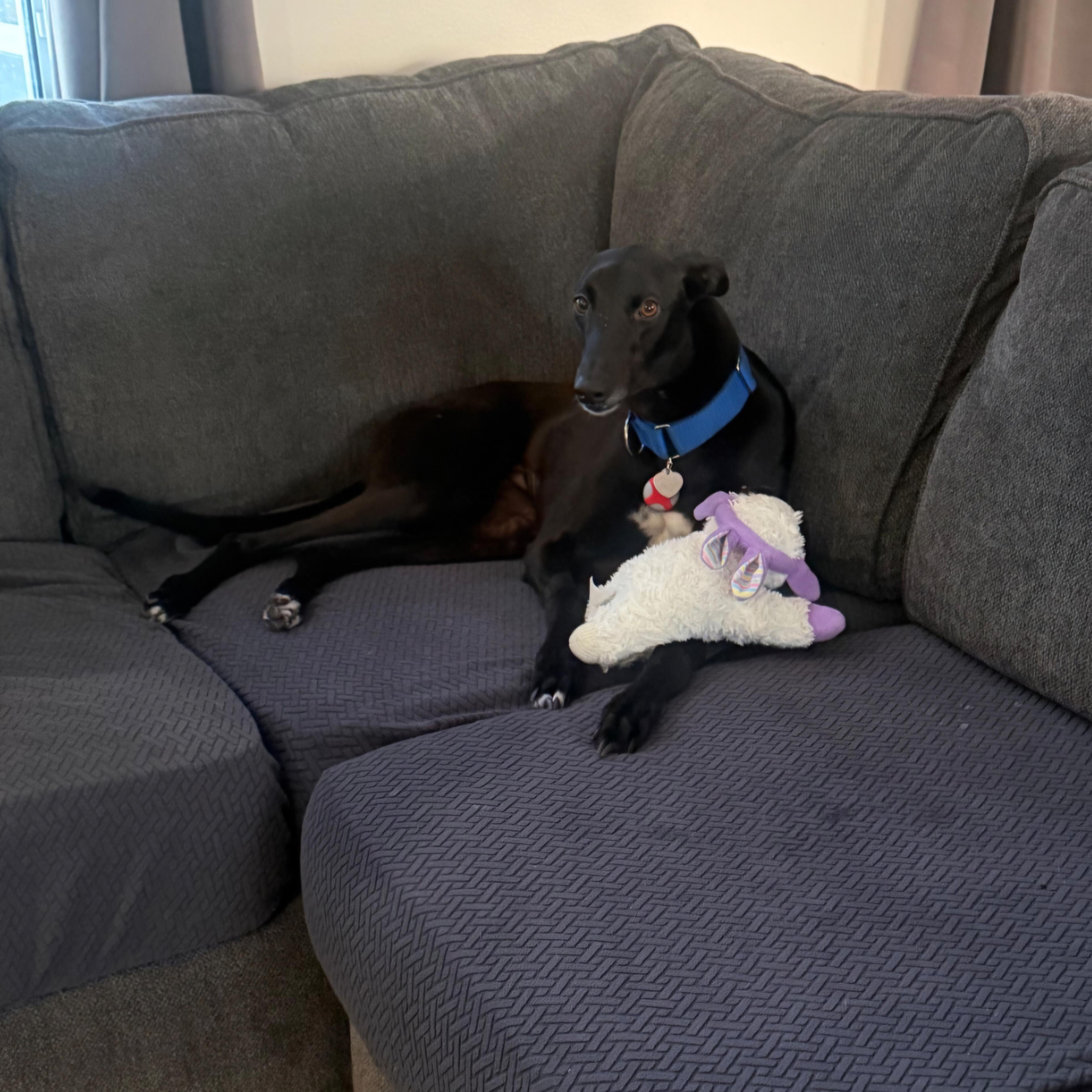 Enlarge Dancin Giovannis (Giovannis), a Adoptable Greyhound in Tarpon Springs, FL image 6/6