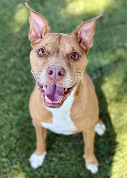 Lucky, Adopted, Adult Female Pit Bull Terrier.