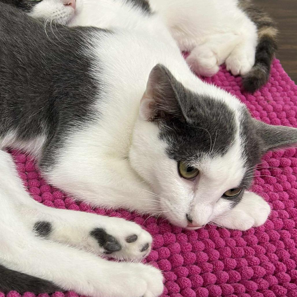 Jacey, Adoptable, Young Female Domestic Short Hair.