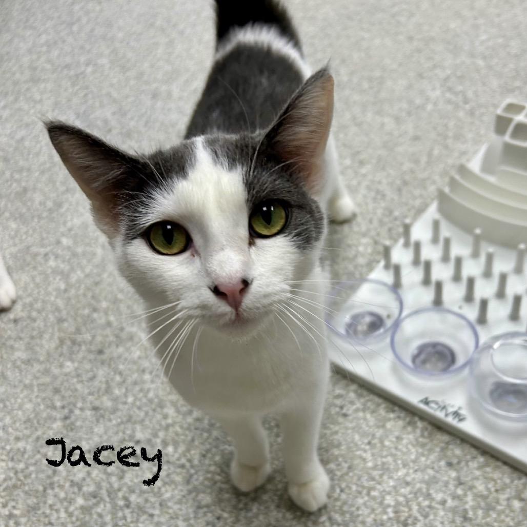Enlarge Jacey, a Adoptable Domestic Short Hair in Hannibal, MO image 2/3