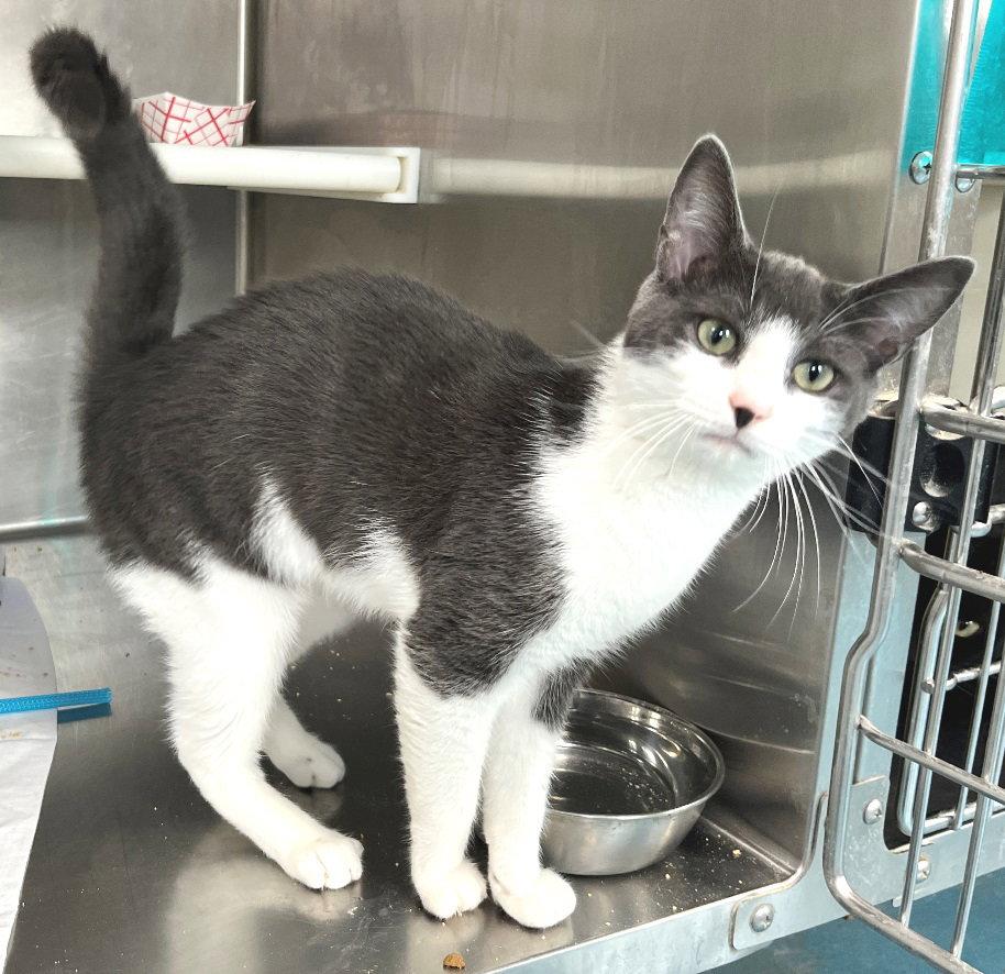George, Adoptable, Young Male Domestic Short Hair.