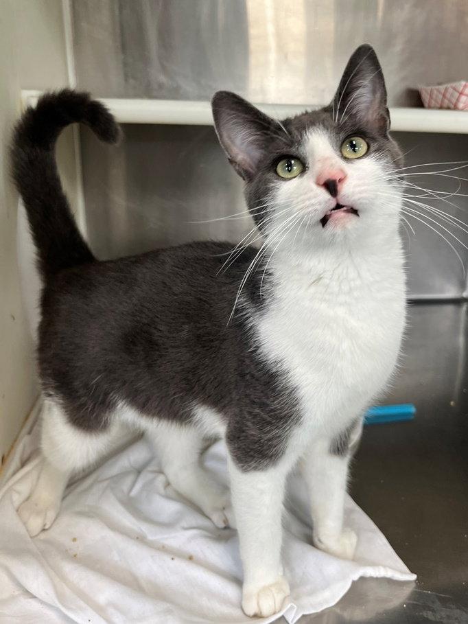 George, a Adoptable Domestic Short Hair in Carrollton, GA image 2/3