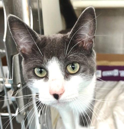 George, a Adoptable Domestic Short Hair in Carrollton, GA image 3/3